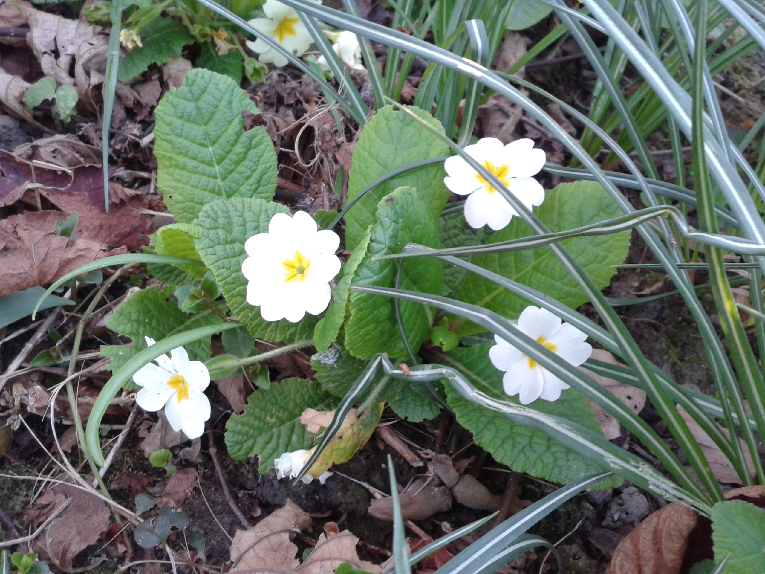 Frühlingsblumen im Garten